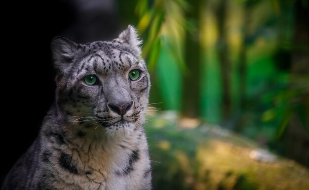 El leopardo de las nieves