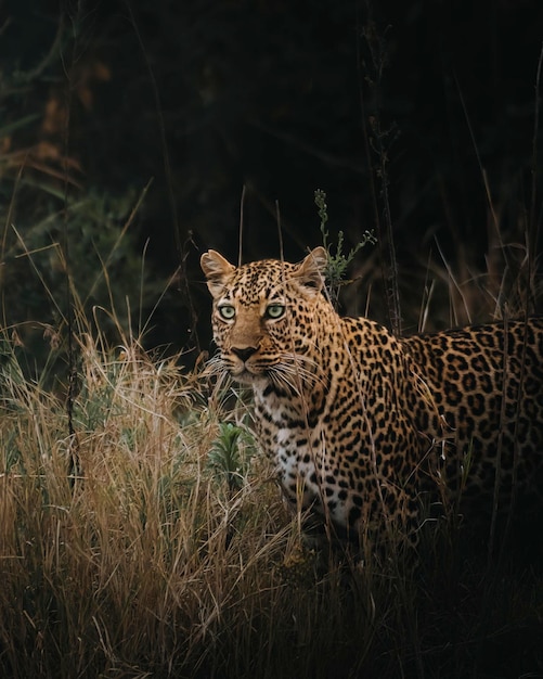 Leopardo no campo