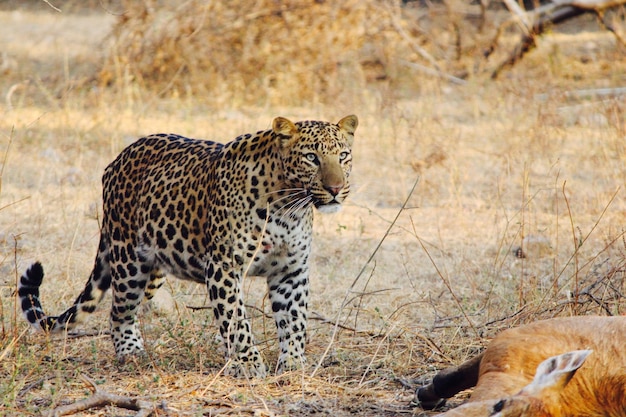 Leopardo no campo