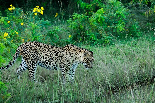 Leopardo no parque nacional de Yala no Sri Lanka