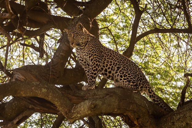Leopardo no tronco da árvore