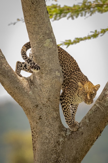 Leopardo no tronco de uma árvore