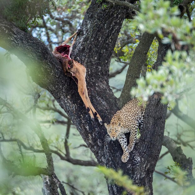 Foto leopardo no tronco de uma árvore