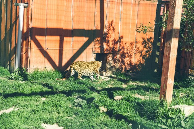 Foto leopardo no zoológico vida em custódia