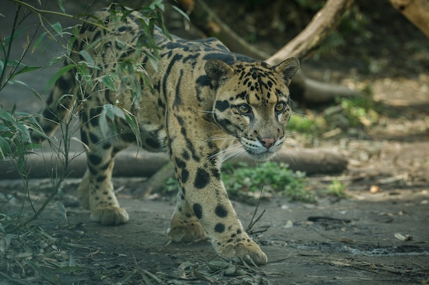 Leopardo nublado está caminando desde las sombras hacia la luz.