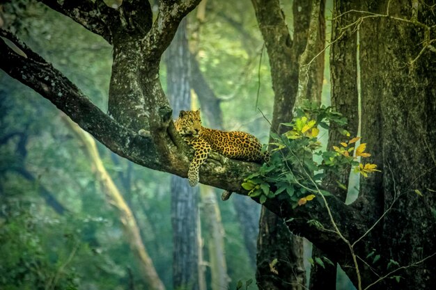 Foto leopardo numa árvore