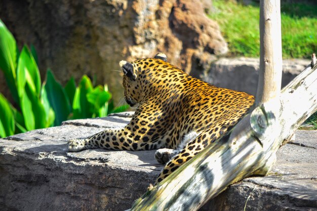Leopardo observando desde una roca