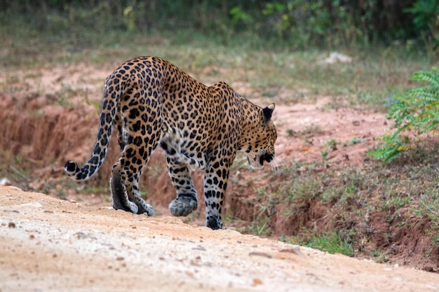 Leopardo ou panthera pardus kotya caminha na estrada