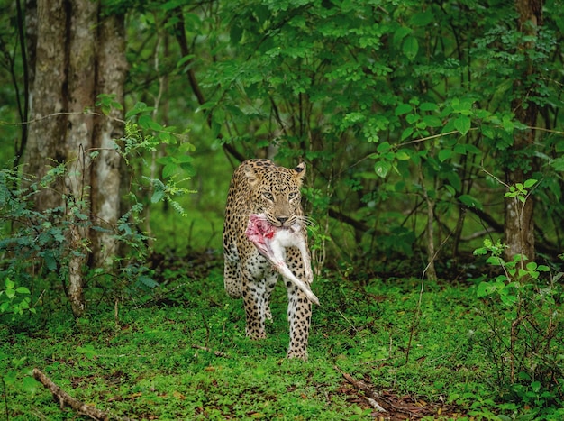 Leopardo Panthera pardus kotiya con presa en la selva Sri Lanka Parque Nacional Yala