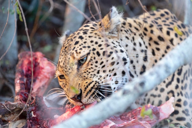 Leopardo (Panthera pardus) Kruger, República da África do Sul