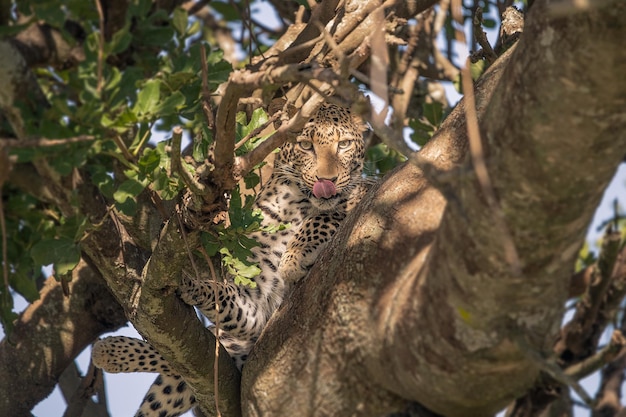 Leopardo panthera pardus