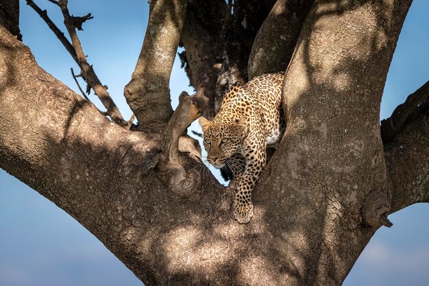 Foto leopardo panthera pardus