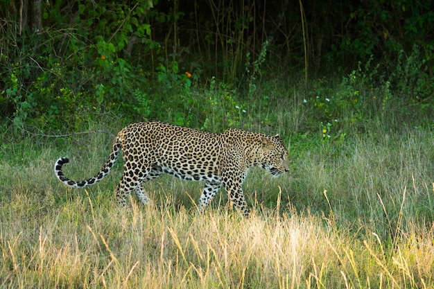 Leopardo en el parque nacional de Yala en Sri Lanka