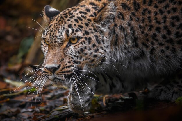 El leopardo persa