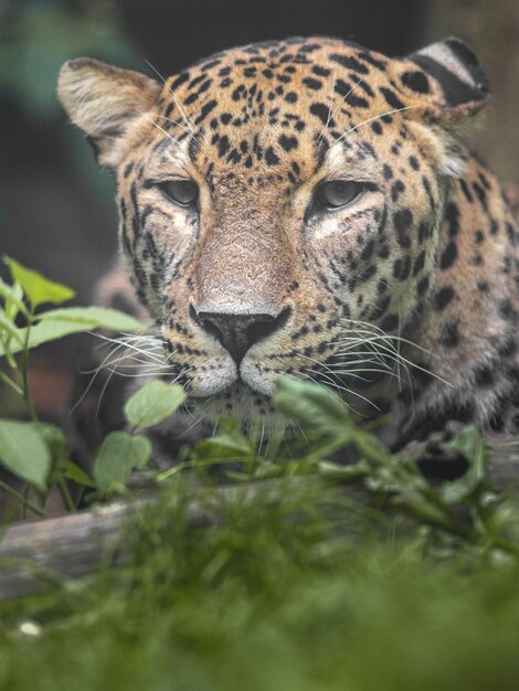 El leopardo persa