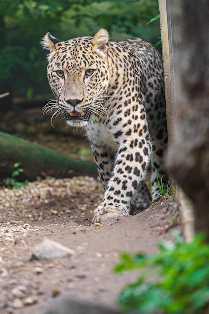 leopardo persa