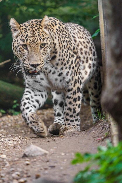 leopardo persa