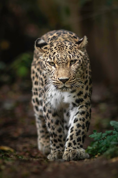 leopardo persa