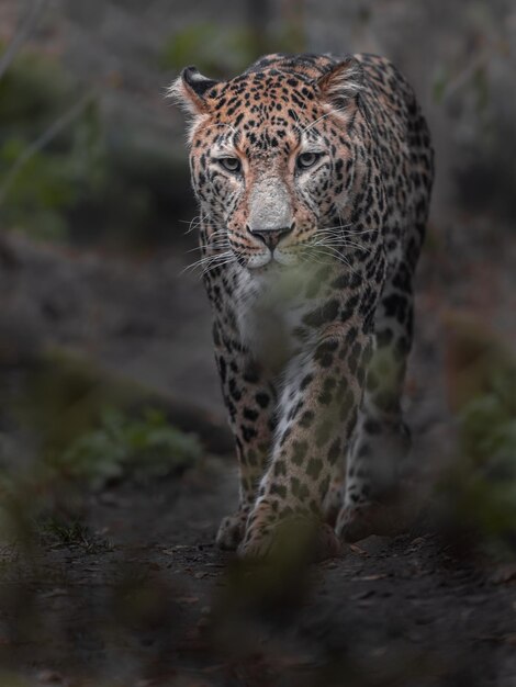 leopardo persa