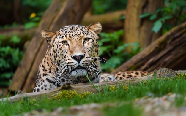 leopardo persa