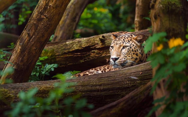 leopardo persa