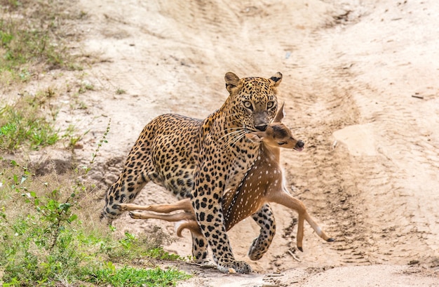 Leopardo con presa está caminando por un camino forestal