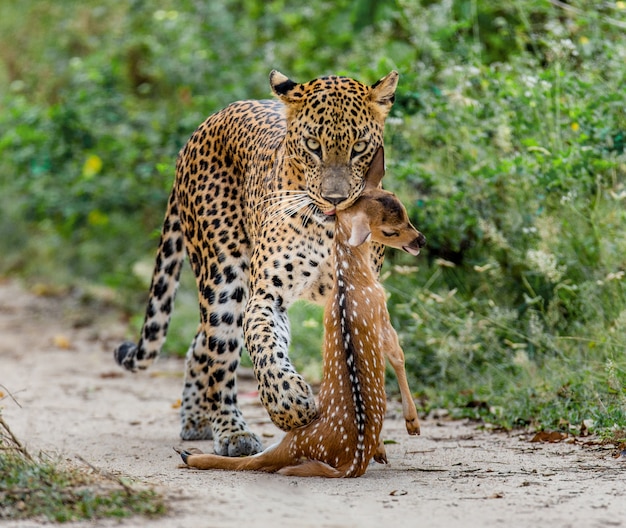 Leopardo con presa está caminando por un camino forestal
