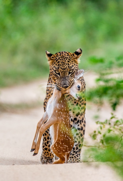 Leopardo con presa está caminando por un camino forestal