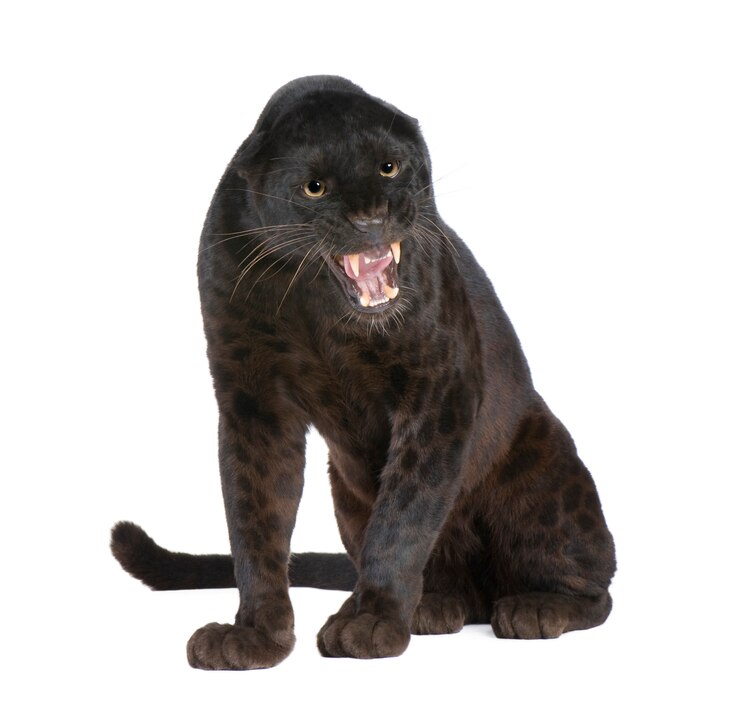 Foto leopardo preto dentro em um branco isolado