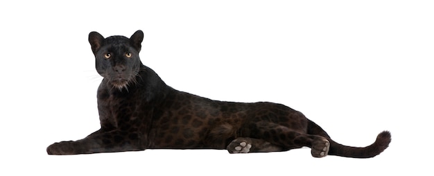 Leopardo preto dentro em um branco isolado