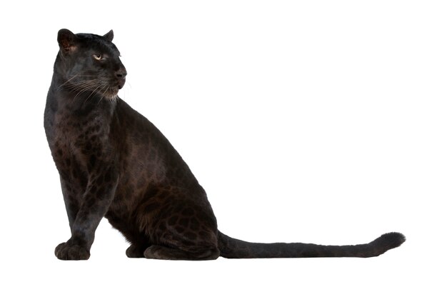 Leopardo preto dentro em um branco isolado