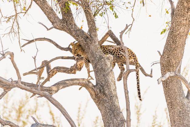 Leopardo que se encarama de la rama de árbol de acacia contra el cielo blanco. Safari de vida silvestre en el Parque Nacional de Etosha, principal destino turístico en Namibia, África.