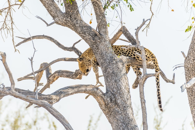 Leopardo que se encarama de la rama de árbol de acacia contra el cielo blanco. Safari de vida silvestre en el Parque Nacional de Etosha, principal destino turístico en Namibia, África.