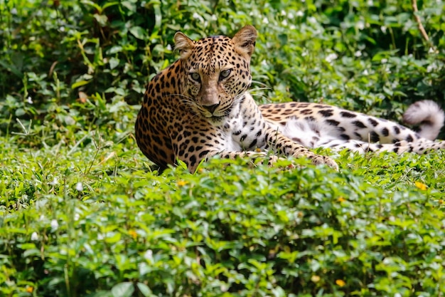 Leopardo relaxando em plantas