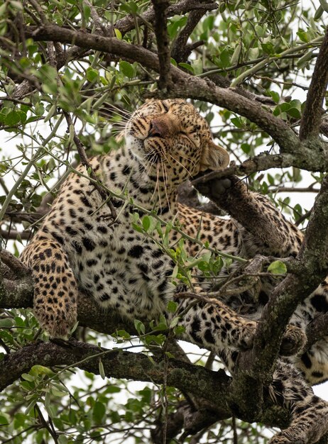 Leopardo relaxando na árvore no Parque Nacional Masai Mara, no Quênia