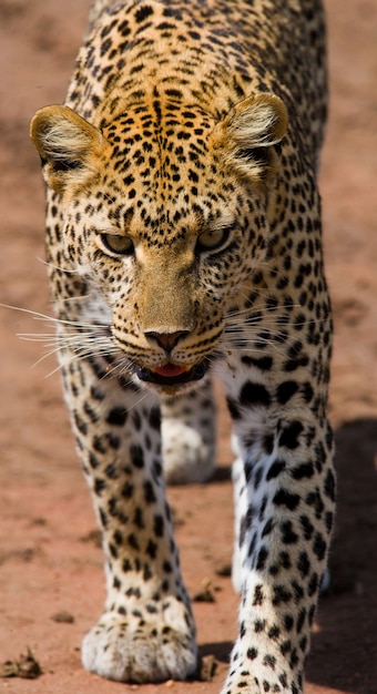 Leopardo en la sabana. Parque Nacional. Kenia. Tanzania. Maasai Mara. Serengeti.