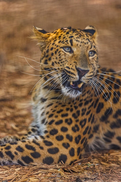 Leopardo selvagem persa visto em um safári na África do Sul. Belo retrato animal, luz solar suave