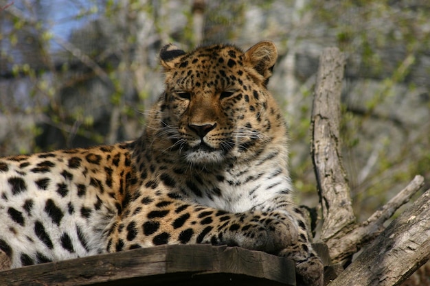 Foto leopardo sentado en un árbol