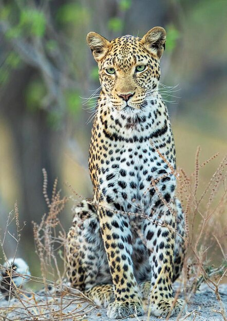 Foto leopardo sentado en el campo