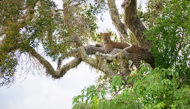 Leopardo de Sri Lanka descansando en el árbol en el parque nacional de Yala