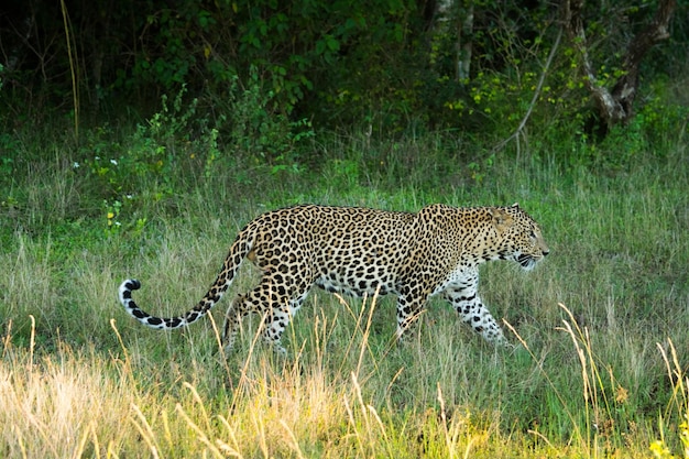 Leopardo de Sri Lanka en el Parque Nacional de Yala en Yala Sri Lanka