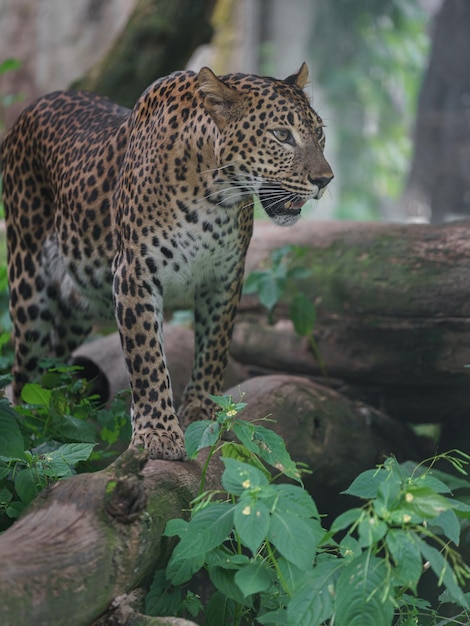 Foto leopardo de sri lanka