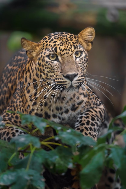 leopardo de Sri Lanka