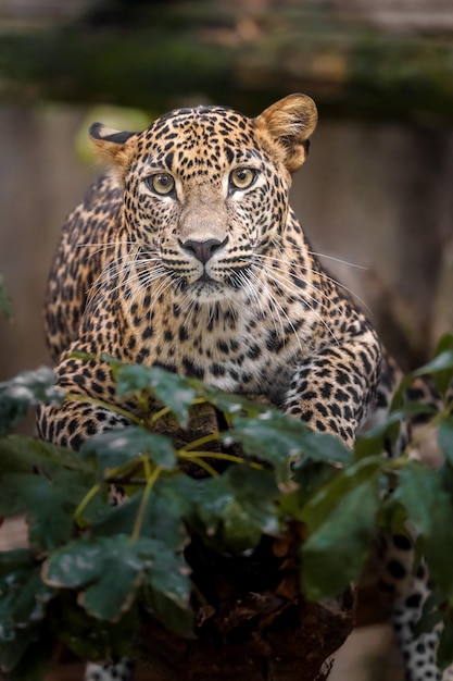 leopardo de Sri Lanka