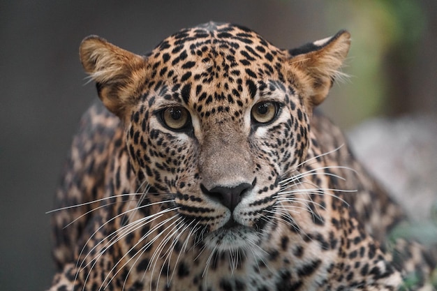 leopardo de Sri Lanka