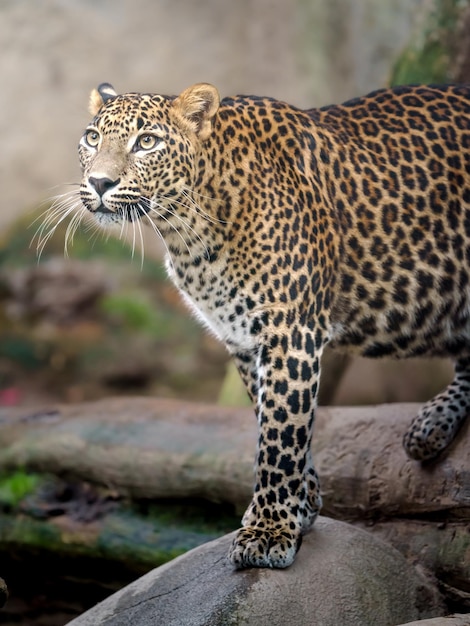 leopardo de Sri Lanka