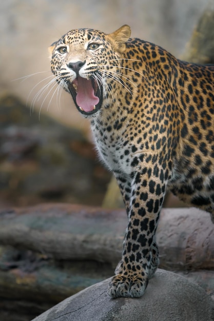 leopardo de Sri Lanka