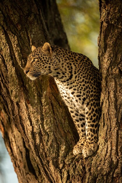 Leopardo en el tronco del árbol