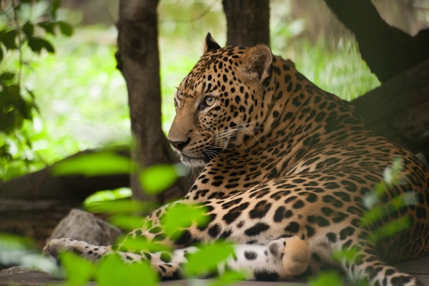 Leopardo en el zoo