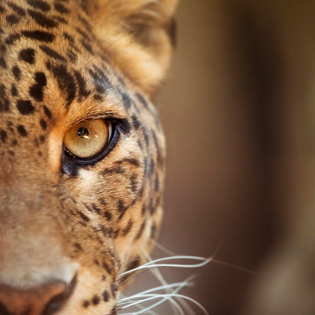 Leopardo